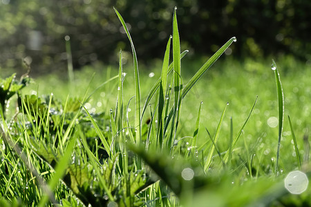 草地下雨摄影照片_清晨阳光下带水滴的草地草特写
