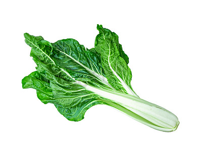 分离的绿色瑞士甜菜或银甜菜整株可食用的叶生菜蔬菜