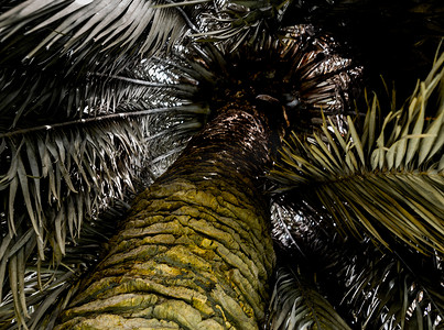 杂乱背景摄影照片_棕榈树和棕色的干叶条非常杂乱，颜色苍白