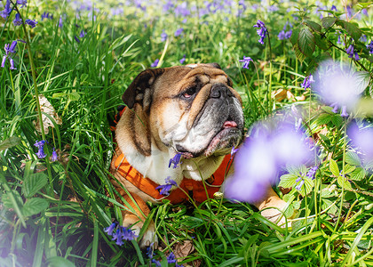 红色英国/英国斗牛犬抬头，用橙色背带舔舌头，在春日炎热的阳光明媚的日子里坐在风信子里