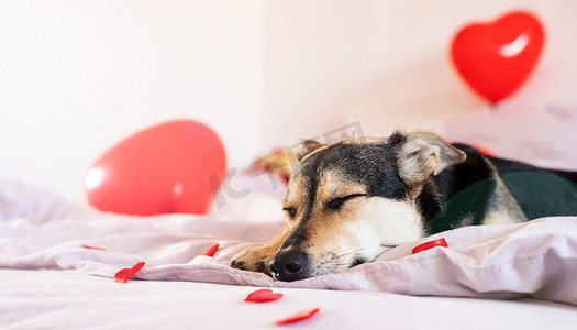 为情人节床装饰的小狗与红色气球