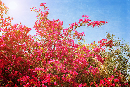 树杜鹃花摄影照片_杜鹃花