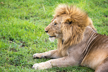 一头大狮子躺在风景中间的草地上