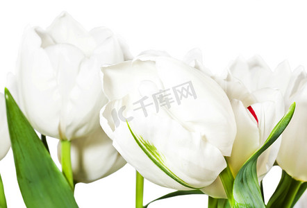 孤立在白色背景上的春天白色郁金香