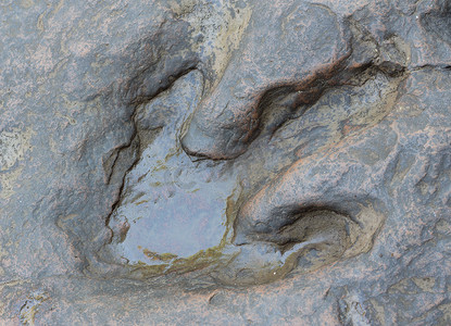 延吉恐龙摄影照片_泰国恐龙足迹的真实细节