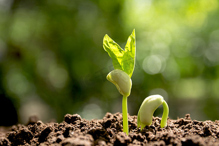 生长在自然背景下的土壤中的绿色幼苗。
