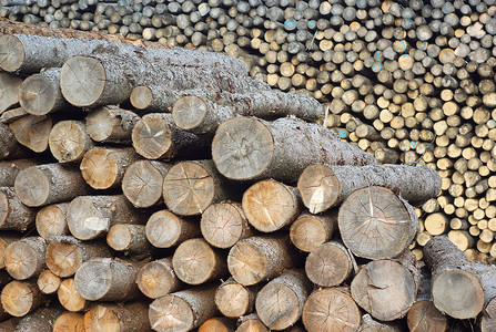 锯木厂围场木堆木材原木建筑行业