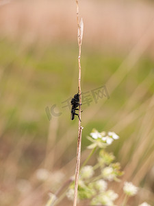 从侧面看，一只黑苍蝇在芦苇上休息