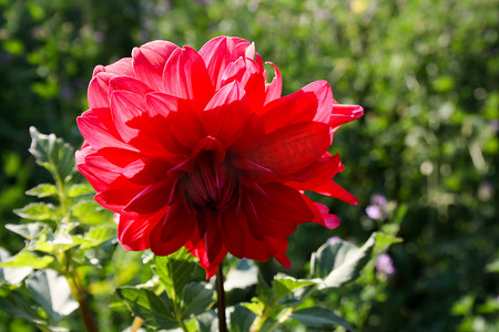Gillyflower 植物 — 花园里浓烈的红花