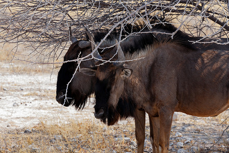 gnu摄影照片_野生角马 Gnu