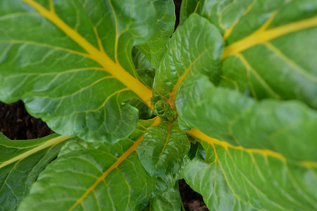 黄色灯光摄影照片_有亮黄色茎的郁郁葱葱的甜菜植物