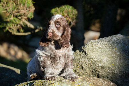 公鸡英语摄影照片_英国可卡犬幼犬