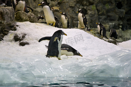 企鹅卖萌摄影照片_北极企鹅
