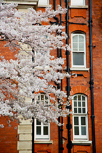 欧洲伦敦红砖墙和 histo 的树窗