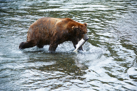 阿拉斯加三文鱼摄影照片_灰熊捕食鲑鱼