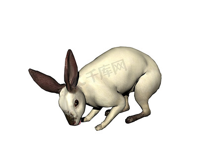 兔尾巴摄影照片_蹦蹦跳跳的耳朵松软的兔子