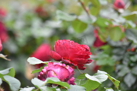 红玫瑰花丛摄影照片_红玫瑰