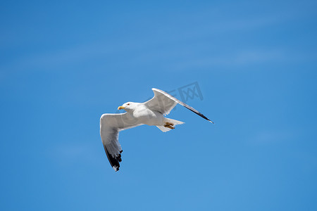 清澈蓝天上张开翅膀的单只海鸥飞鸟