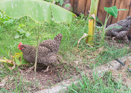 母鸡下蛋摄影照片_在美国德克萨斯州达拉斯附近的有机菜园特写两只自由放养的下蛋母鸡