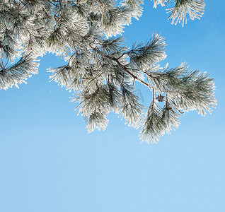 冬天背景与松树枝
