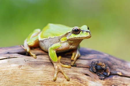 可爱的小青蛙 Hyla arborea