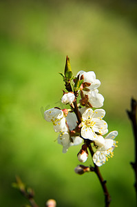 4 月杏早午餐上开满白花的春天