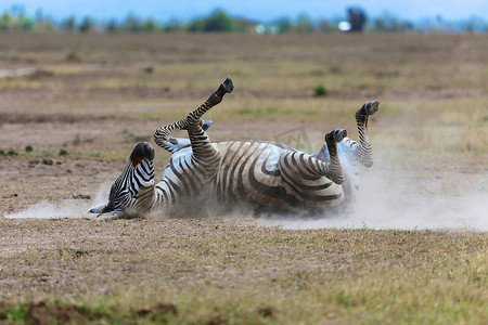 肯尼亚马赛马拉国家公园的斑马一号