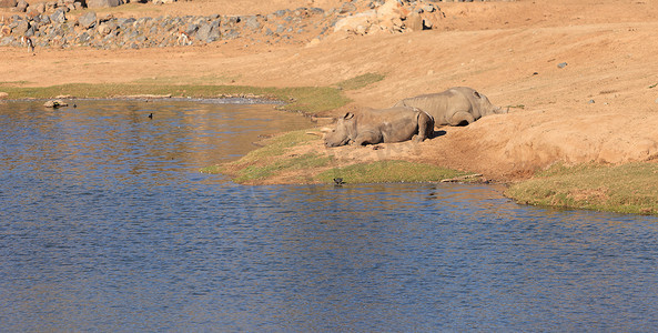 长方体圆摄影照片_白非洲犀牛