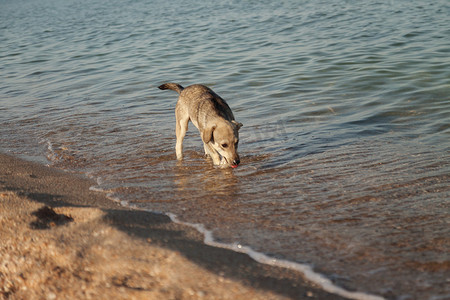 小狗在海里喝水。