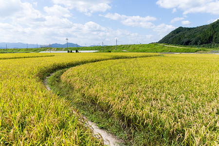 水稻田