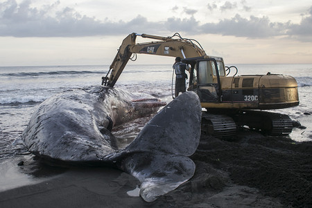 鲸鱼banner摄影照片_印度尼西亚 - 动物 - 鲸鱼 - 巴厘岛