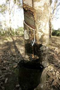 萃取咖啡摄影照片_南巴伊亚州的橡胶种植园
