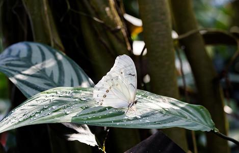 绿叶上的白色大闪蝶与水滴轮廓 s