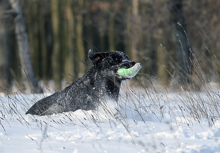 冬天在雪地里漂亮的黑色拉布拉多犬