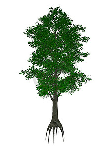 小叶石灰或小叶菩提树、椴树 — 3D 渲染