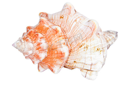 外骨骼摄影照片_海螺 海洋贝壳 贝壳