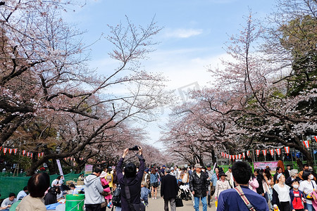 日本樱花季摄影照片_樱花季的上野公园