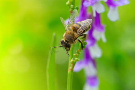 蜜蜂在淡紫色（紫色）花上。