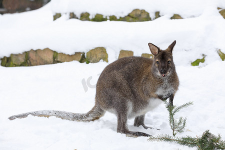 红颈袋鼠在多雪的冬天