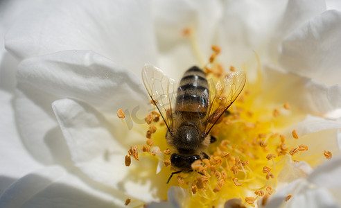 送母亲鲜花摄影照片_蜜蜂以花粉为食