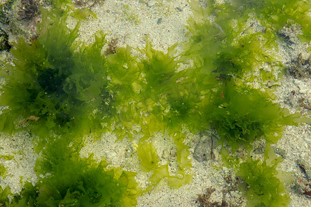 海草摄影照片_海草水下背景在大海中。