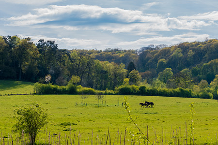 黑色和棕色的马在草原和老福雷斯特上行走