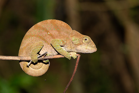 自然界中的绿色摄影照片_马达加斯加热带雨林特写中的彩色变色龙
