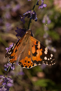医美紫色摄影照片_黑色和橙色的蝴蝶蜂巢荨麻疹坐落在淡紫色的小野花上。