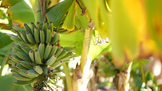 绿色大气摄影照片_绿色黄色香蕉树果串。