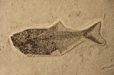古代商铺摄影照片_海鱼化石。