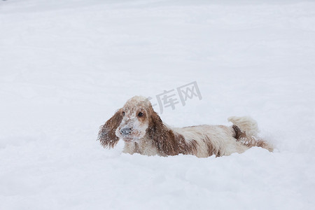 英国可卡犬狗在雪地里玩耍