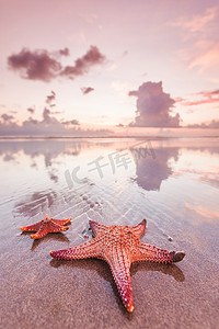 日落时在海滩上的两只海星