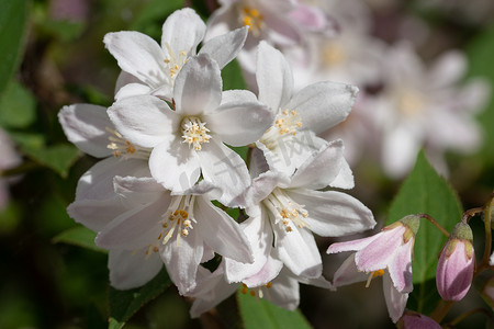 fuzzy摄影照片_Fuzzy Deutzia，Deutzia scabra