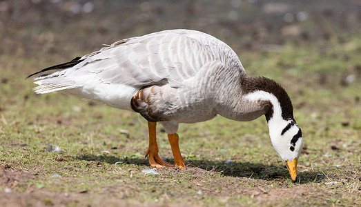 斑头雁 (Anser indicus)